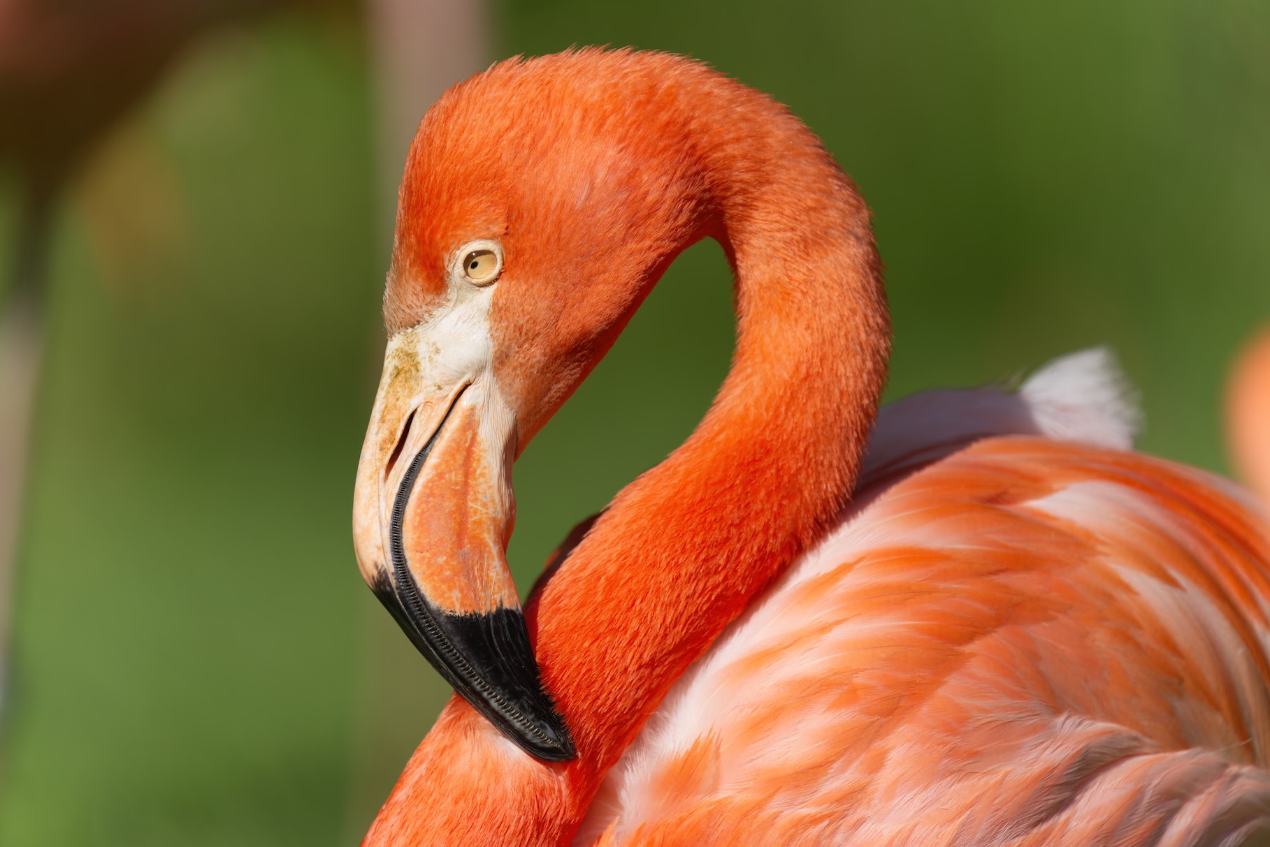 flamingo 0503